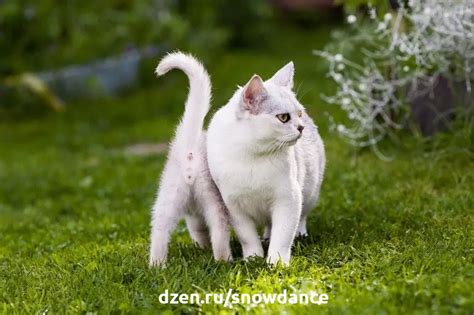 Естественное поведение кошек