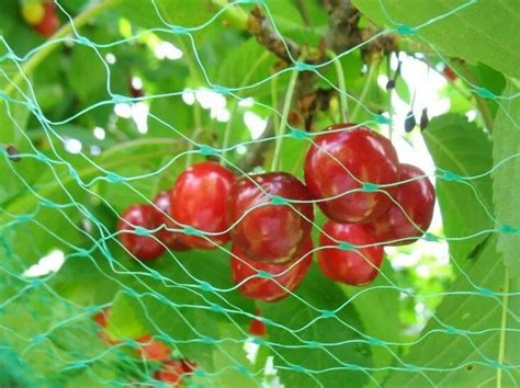 Естественные способы защиты урожая