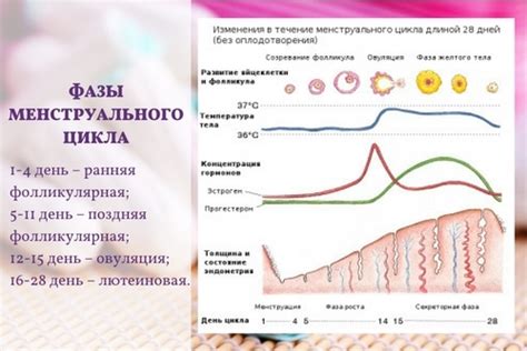 Женский организм и гормональный фон