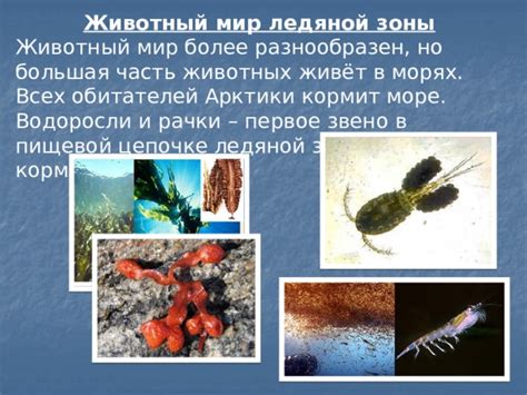 Животный мир под ледяной поверхностью