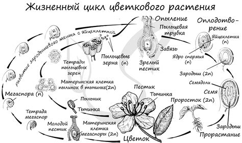 Жизненный цикл и взаимосвязь с природой