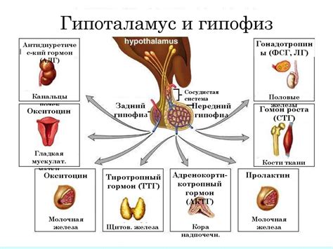 Жиры в питании: роль в процессе выработки соматотропного гормона