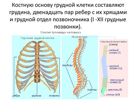 Заболевания позвоночника и грудной клетки