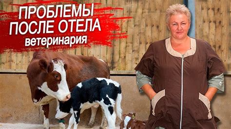 Заболевания после отела