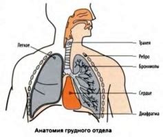 Заболевания сердца и легких