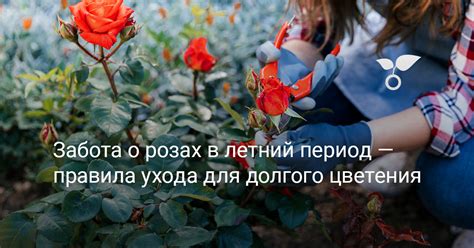Забота о розах в горшке