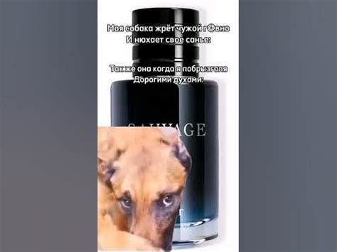 Забудьте о желаниях - заводите питомца только тогда, когда готовы