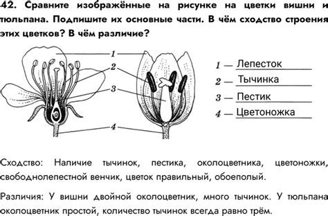 Завершение и получение тюльпана