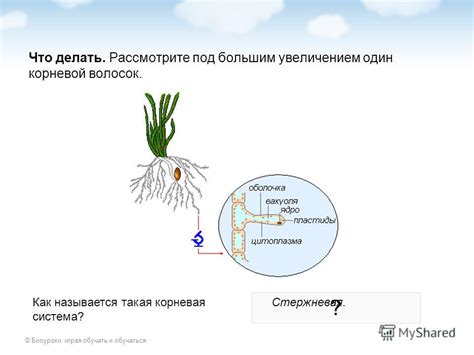 Зависимость между погодой и образованием корневой бороды