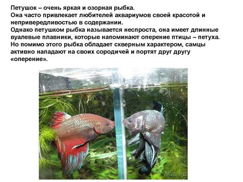 Загадочное поведение рыбки петушка