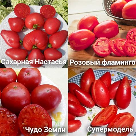 Заготовление томатов