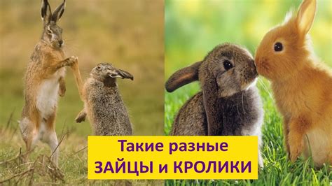 Зайцы – добыча других животных