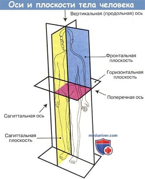 Закрашивание тела оси