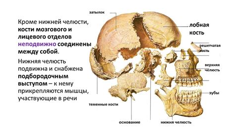 Закругление черт лица скелета