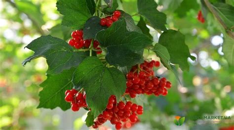 Замораживание для сохранения полезных свойств маслят