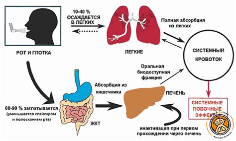 Запретная плоть пое: возможные побочные эффекты