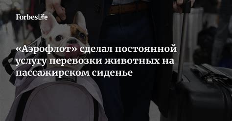 Запрет на перевозку собаки на переднем пассажирском сиденье