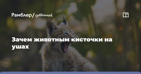 Зачем животным коммуницировать
