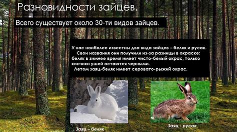 Зачем зайцам неволя: 7 причин