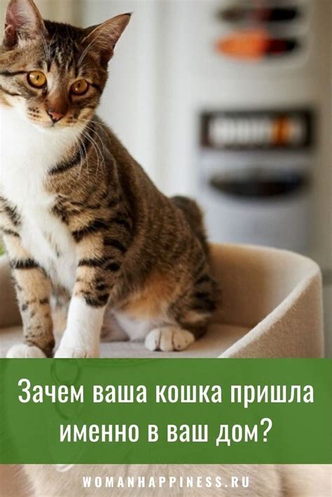 Зачем кошка покидает дом