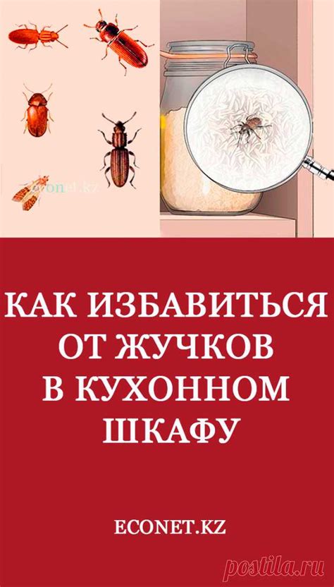 Защита от жучков на кухне