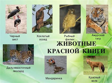 Защита уникальных видов животных из красной книги