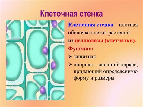 Защитная функция клеточной стенки