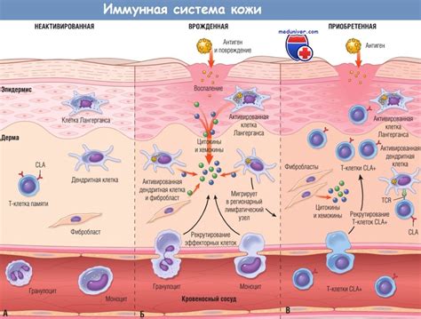 Здоровое состояние кожи и иммунная система