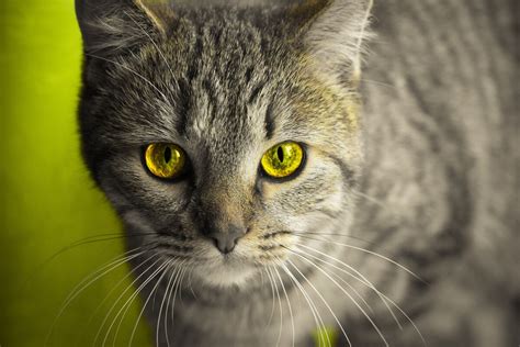 Зеленые глаза кота: влияние на его поведение
