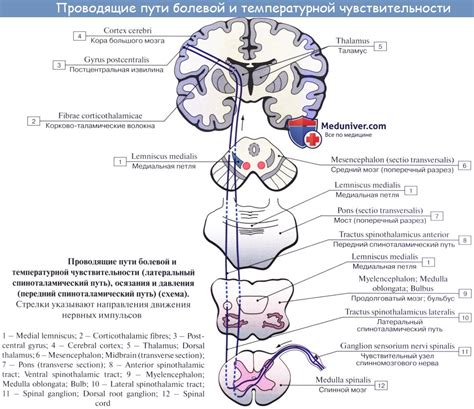 Знаки пониженной болевой чувствительности