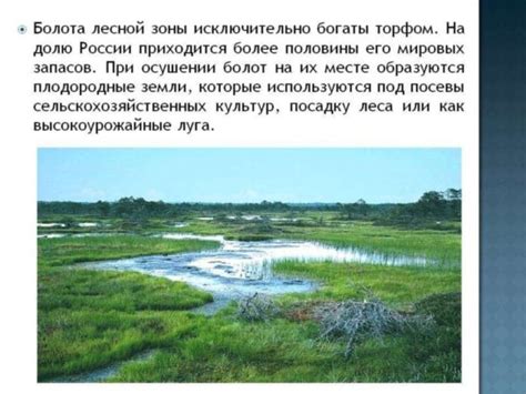 Значение болот для экосистемы