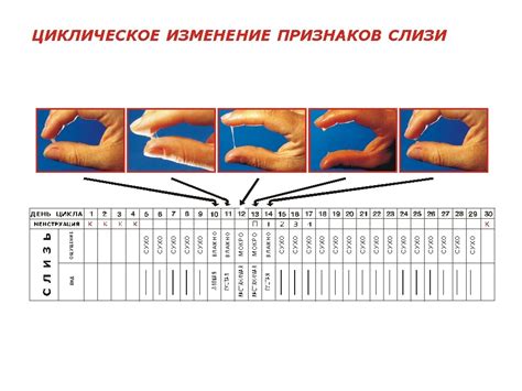 Значение выделений после овуляции