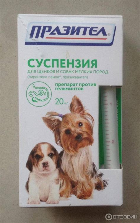 Значение глистогонки для щенков
