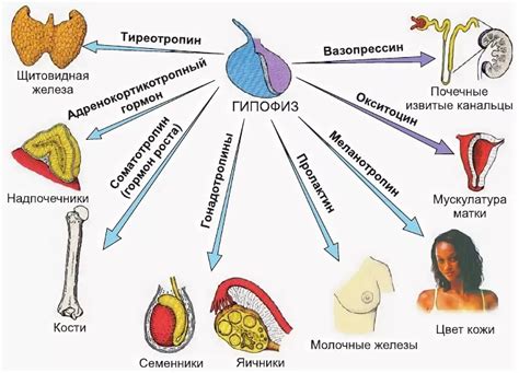 Значение гормональной системы