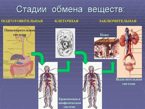 Значение изучения обмена веществ для борьбы с вирусами