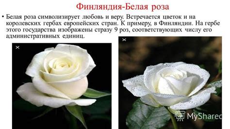 Значение и символика роз