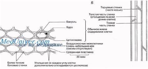 Значение колленхимы в процессе распределения и транспортировки веществ