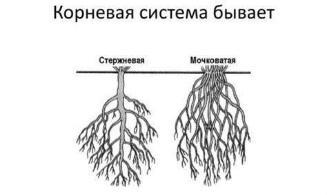 Значение корневой системы для питания растения