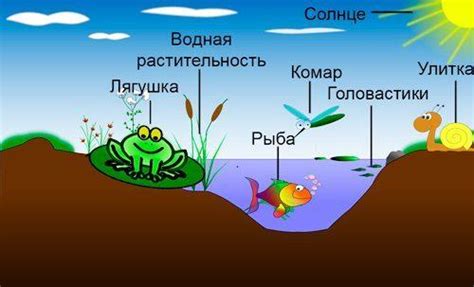 Значение купальницы для экосистемы