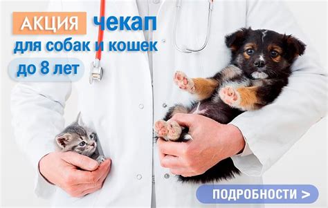 Значение своевременного вакцинирования для здоровья кошек