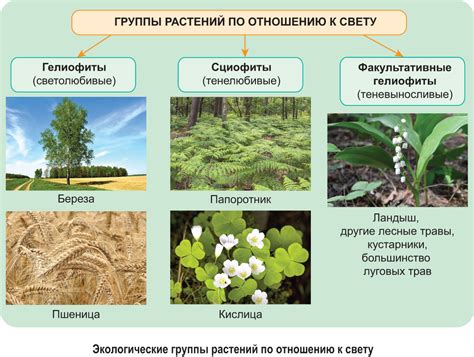 Значение скручивания листьев для адаптации к суровым условиям окружающей среды