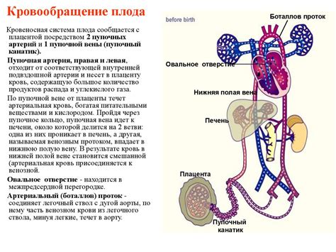 Значение состояния сосудов для организма