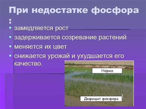 Значение фосфора для растений