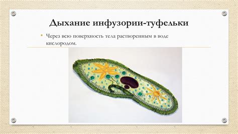 Значимость инфузории туфельки в экосистеме