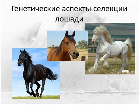 Зоологические аспекты общения лошадей