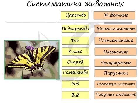 Зоология: классификация и описание видов