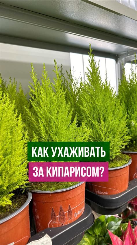 Избегайте пересушки