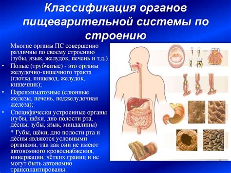 Извлечение воды из пищеварительной системы: влияние и принципы