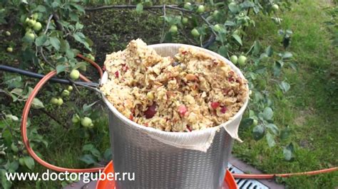 Измельчение и ферментация яблок