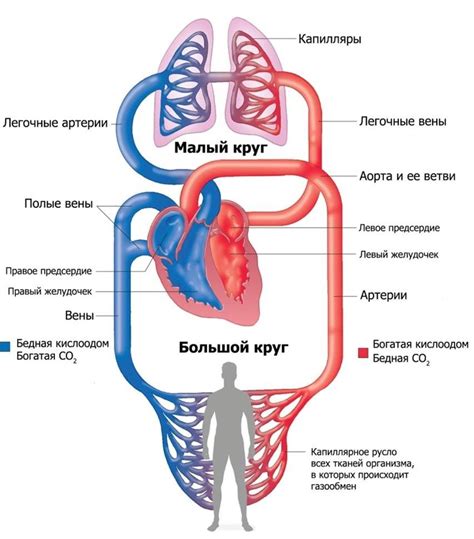 Изменение кровообращения